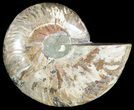 Polished Ammonite Fossil (Half) - Agatized #51770-1